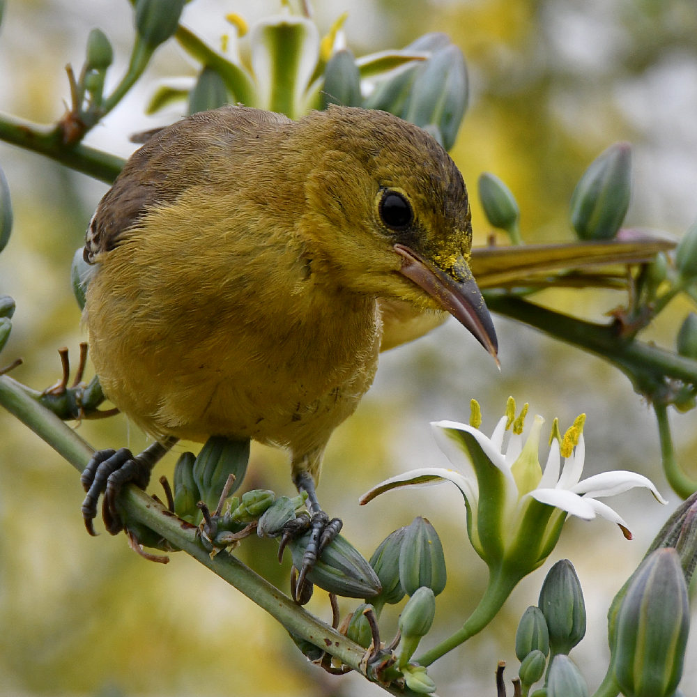 Oriole40.jpg