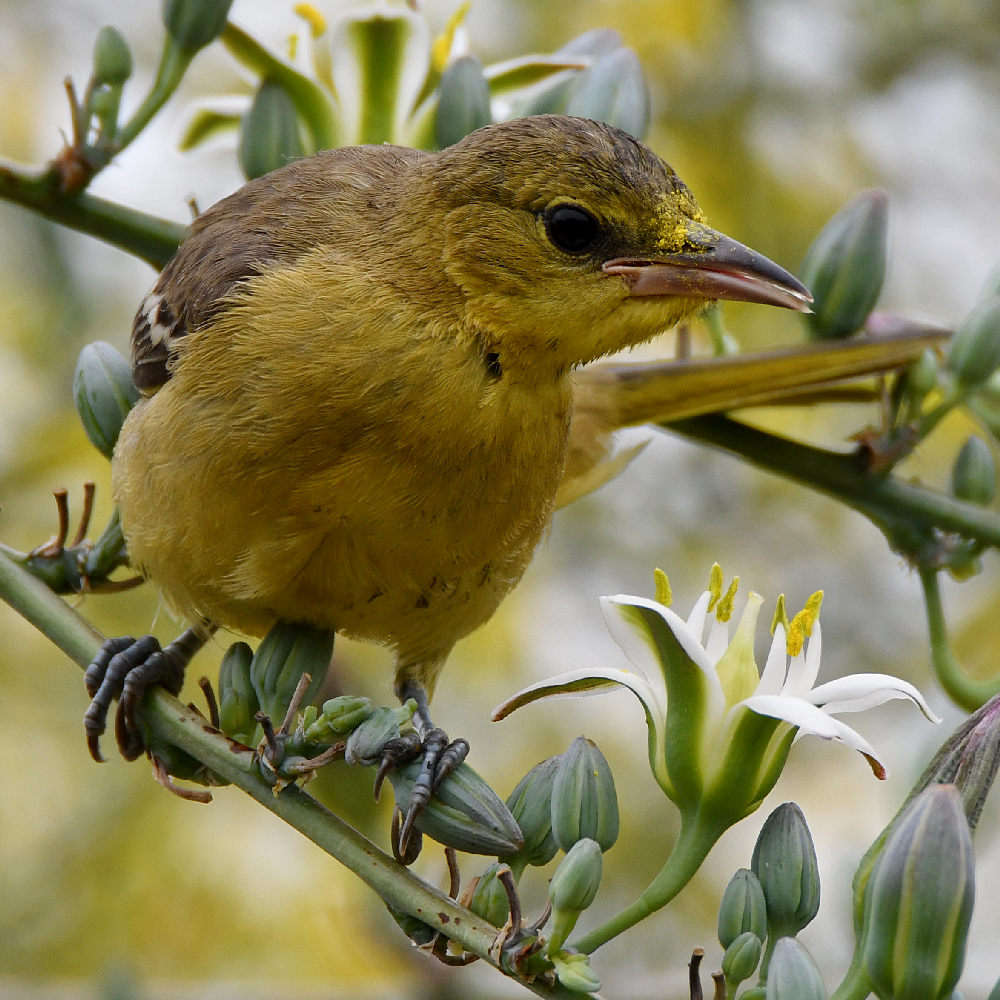 Oriole41.jpg