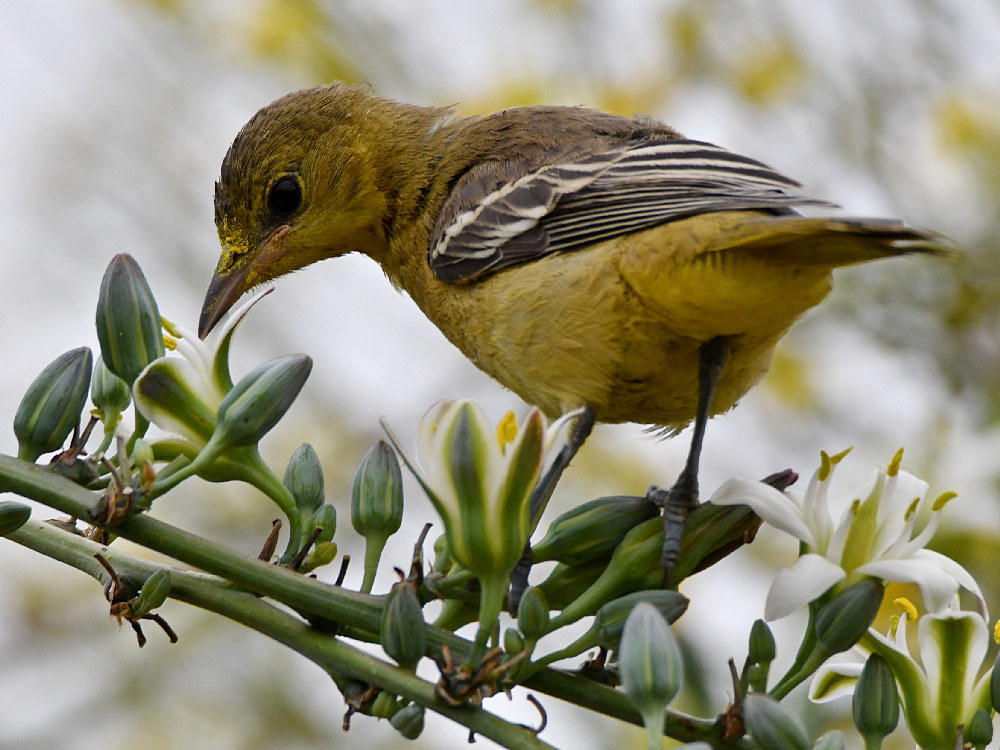 Oriole42.jpg