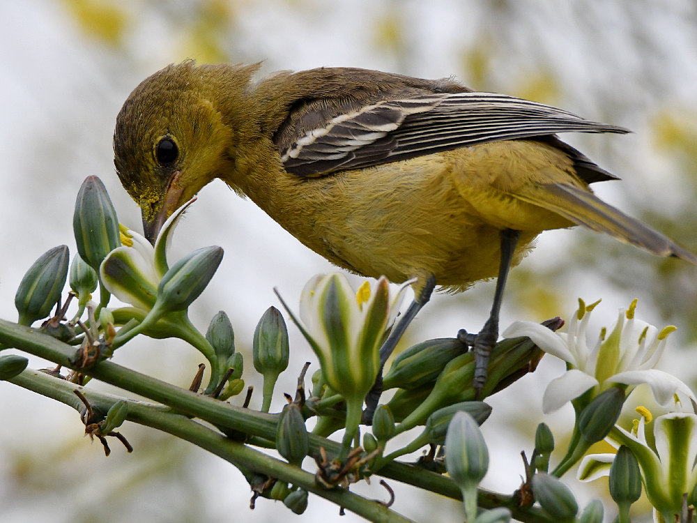 Oriole43.jpg