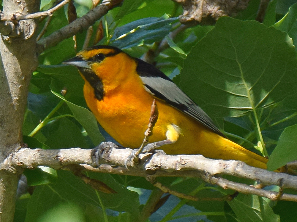 Oriole5.jpg