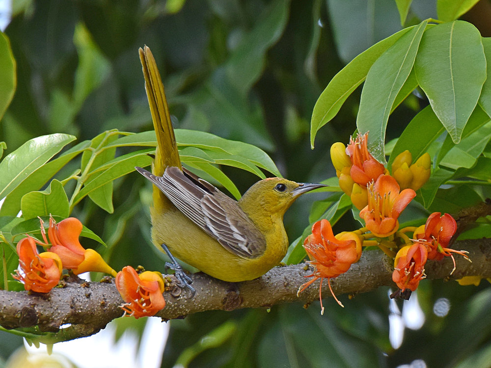 Oriole5.jpg