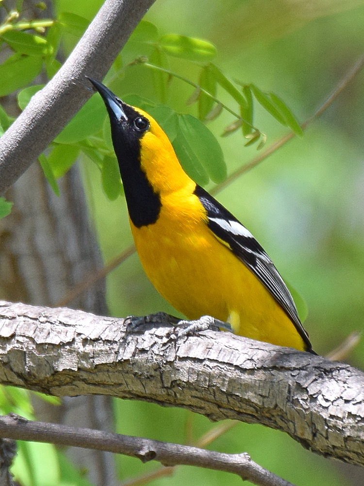 Oriole5.jpg