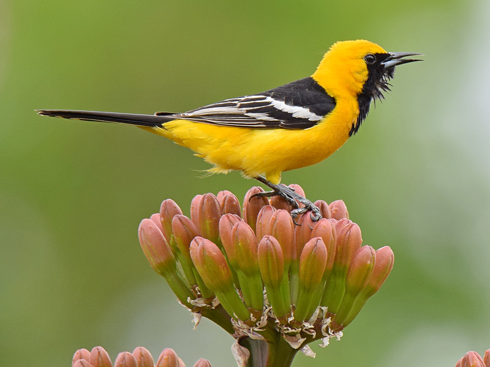 Oriole5.jpg