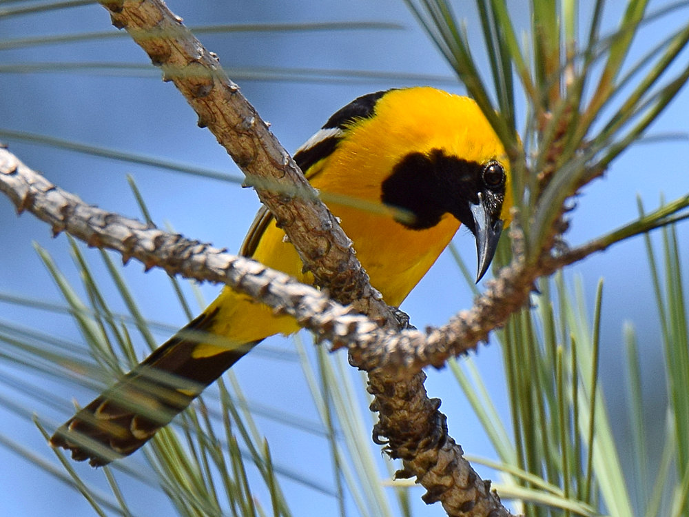 Oriole5.jpg
