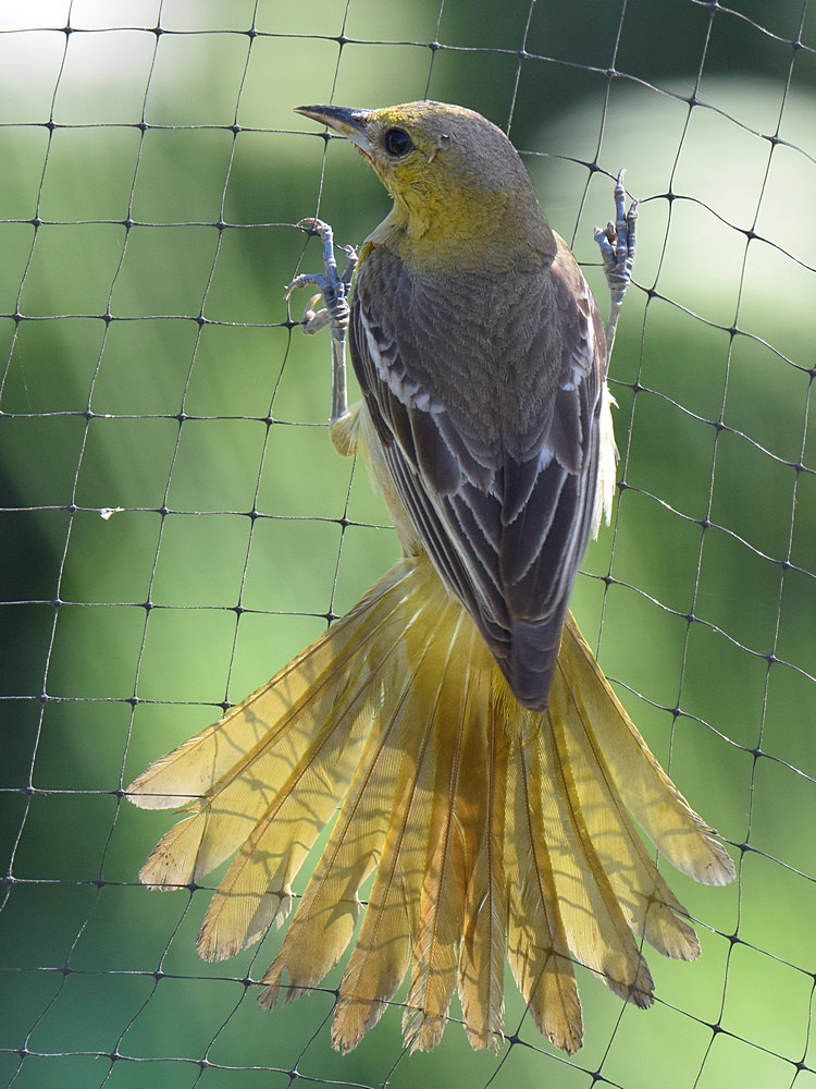Oriole5.jpg