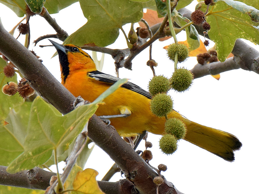 Oriole5.jpg