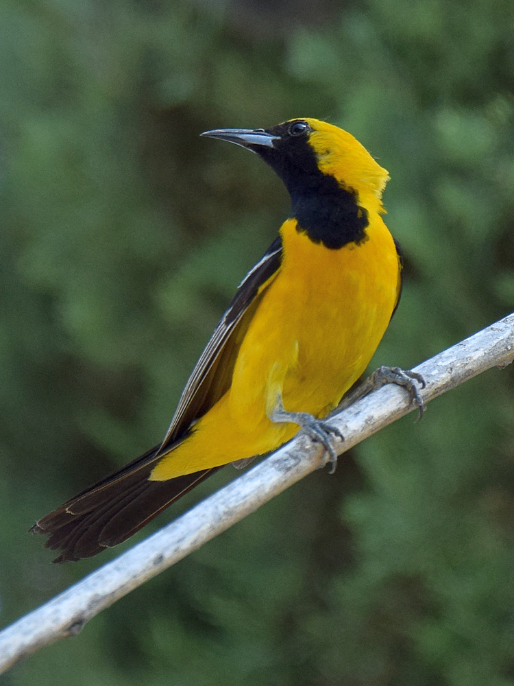 Oriole5.jpg
