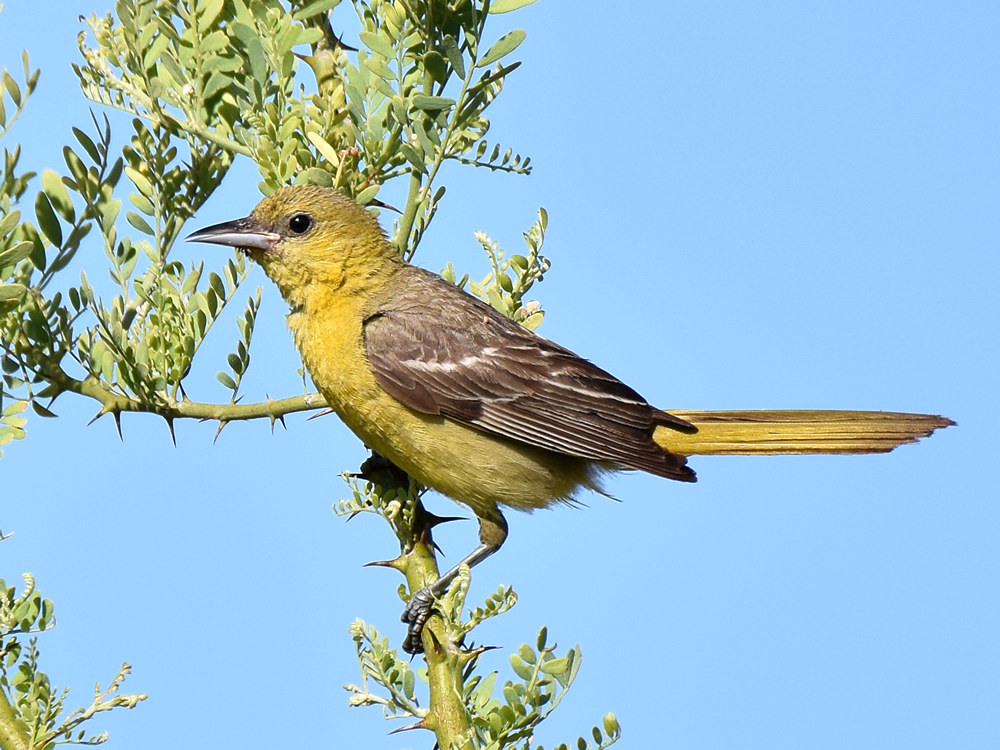 Oriole5.jpg