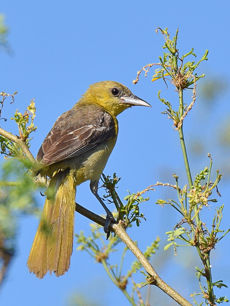 Oriole5.jpg