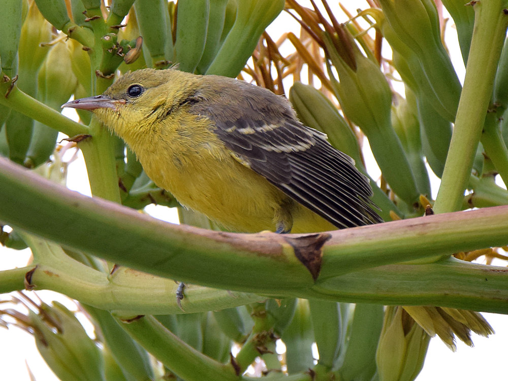 Oriole5.jpg