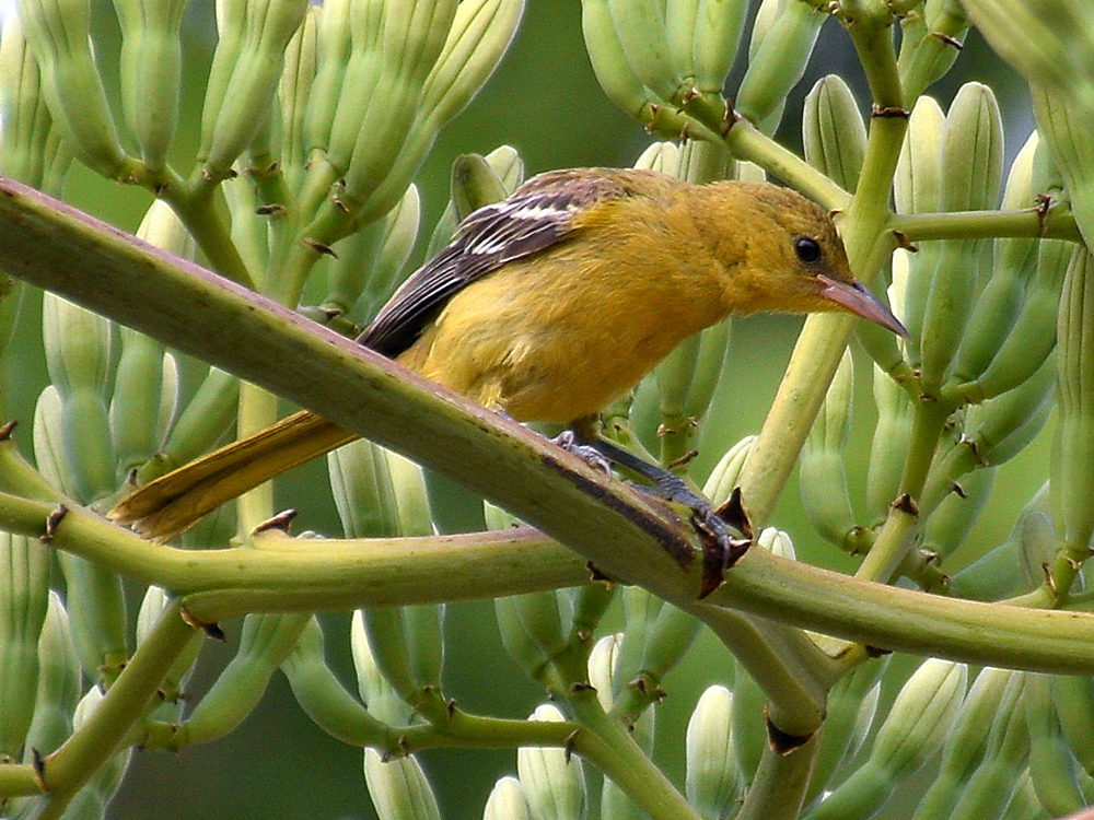 Oriole5.jpg