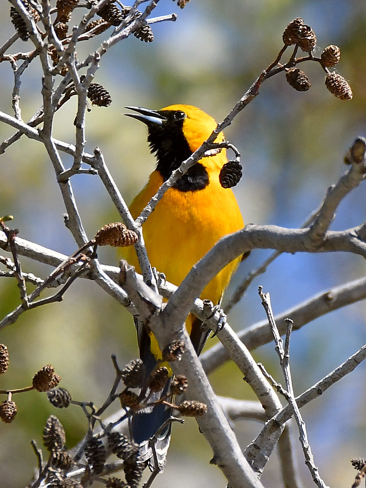 Oriole5.jpg
