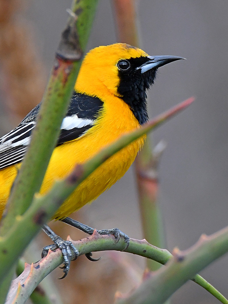 Oriole5.jpg