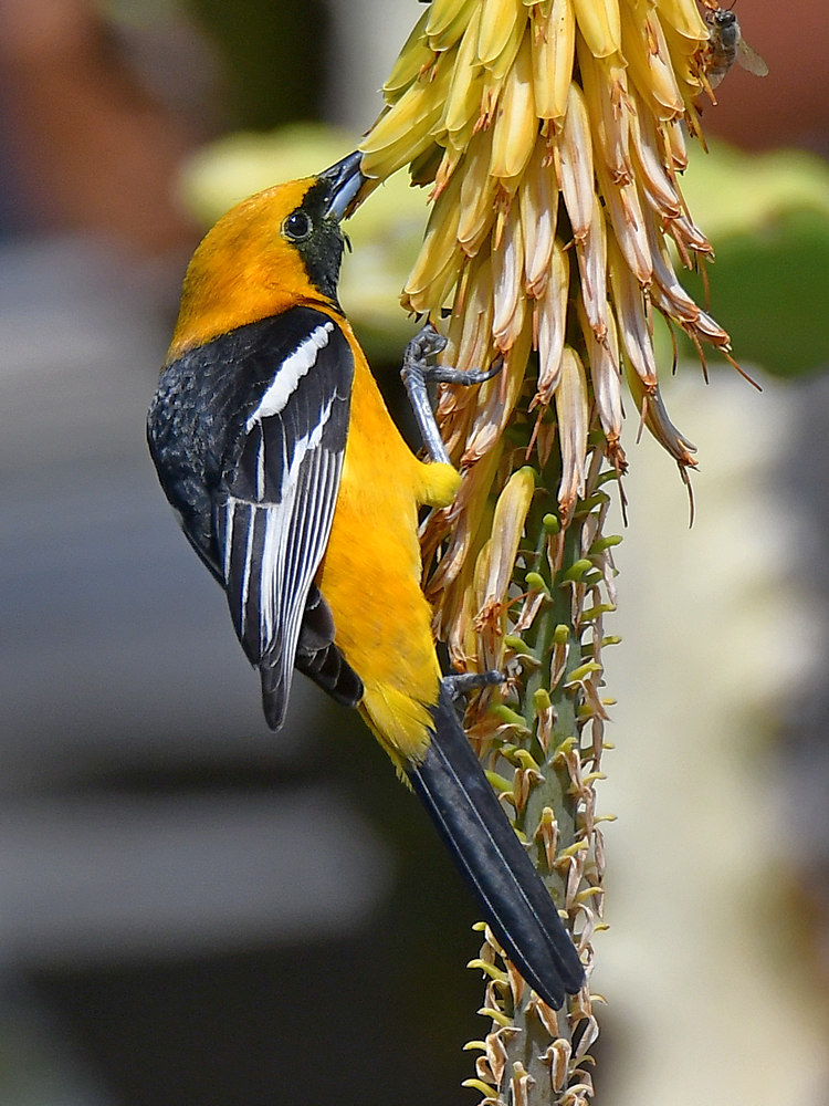 Oriole5.jpg