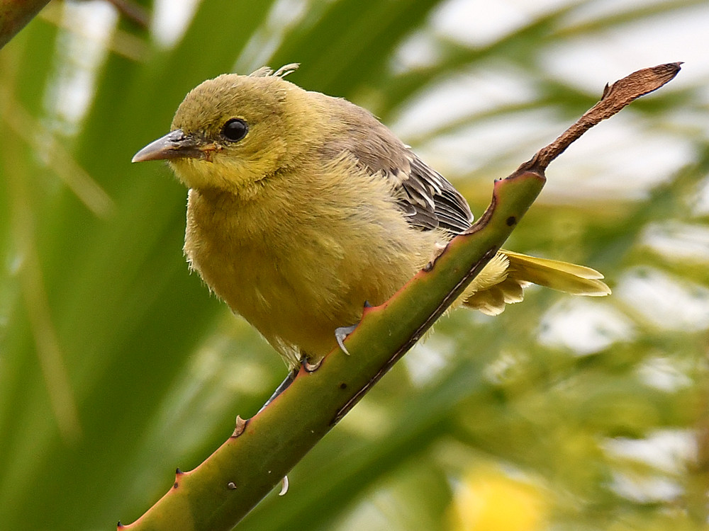 Oriole5.jpg