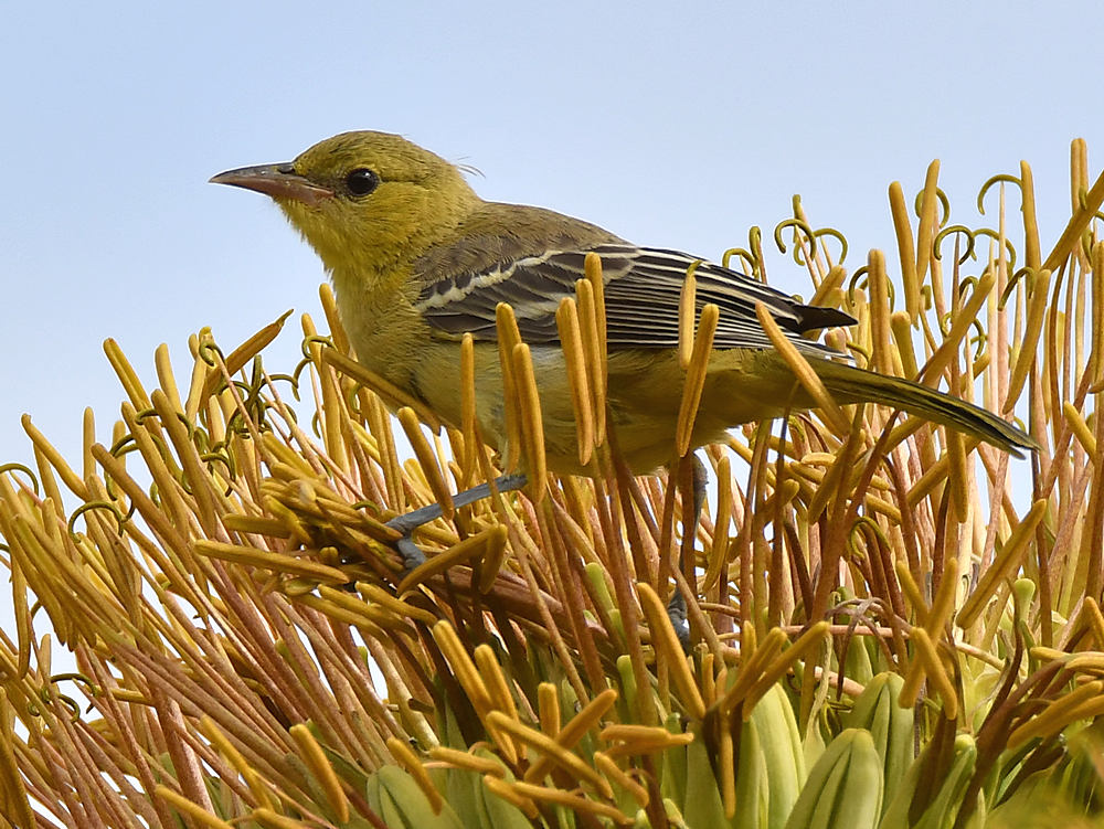 Oriole5.jpg