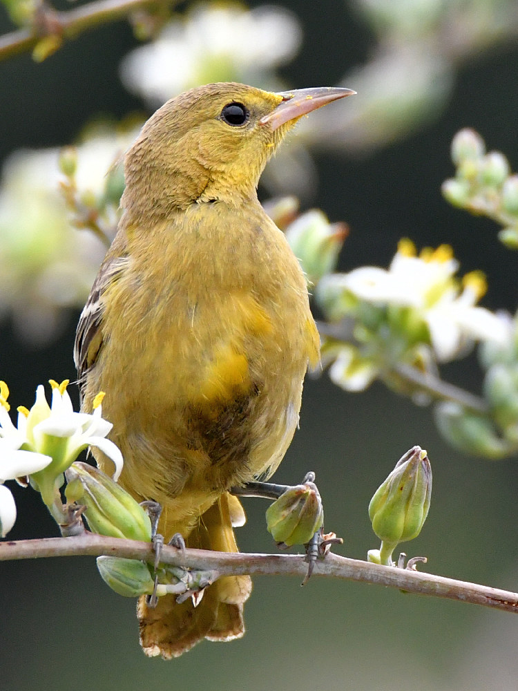 Oriole5.jpg