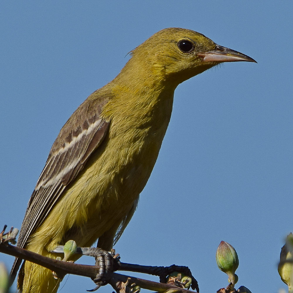 Oriole5.jpg