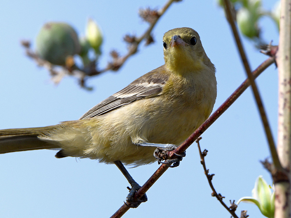Oriole5.jpg