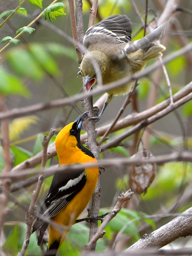 Oriole5.jpg