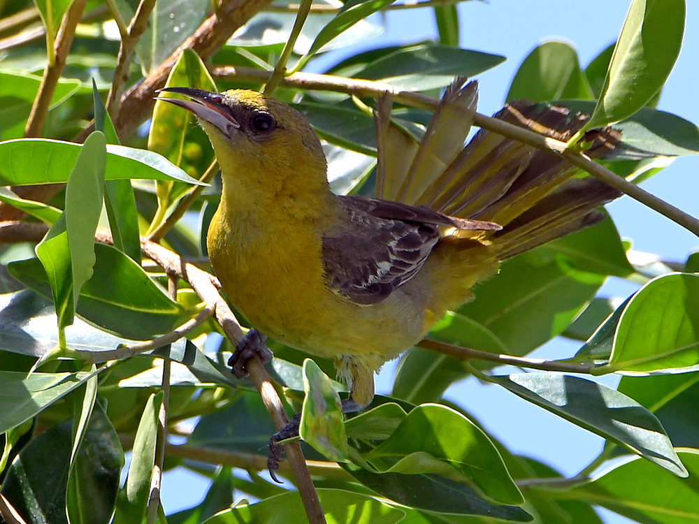 Oriole5.jpg