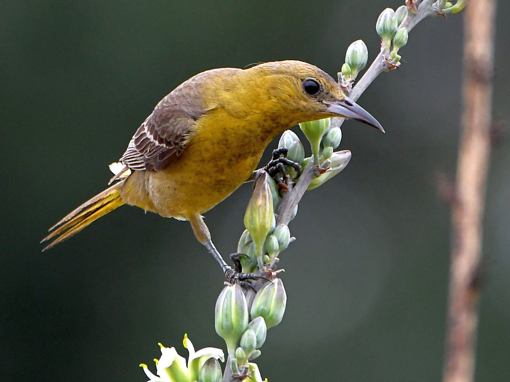 Oriole5.jpg