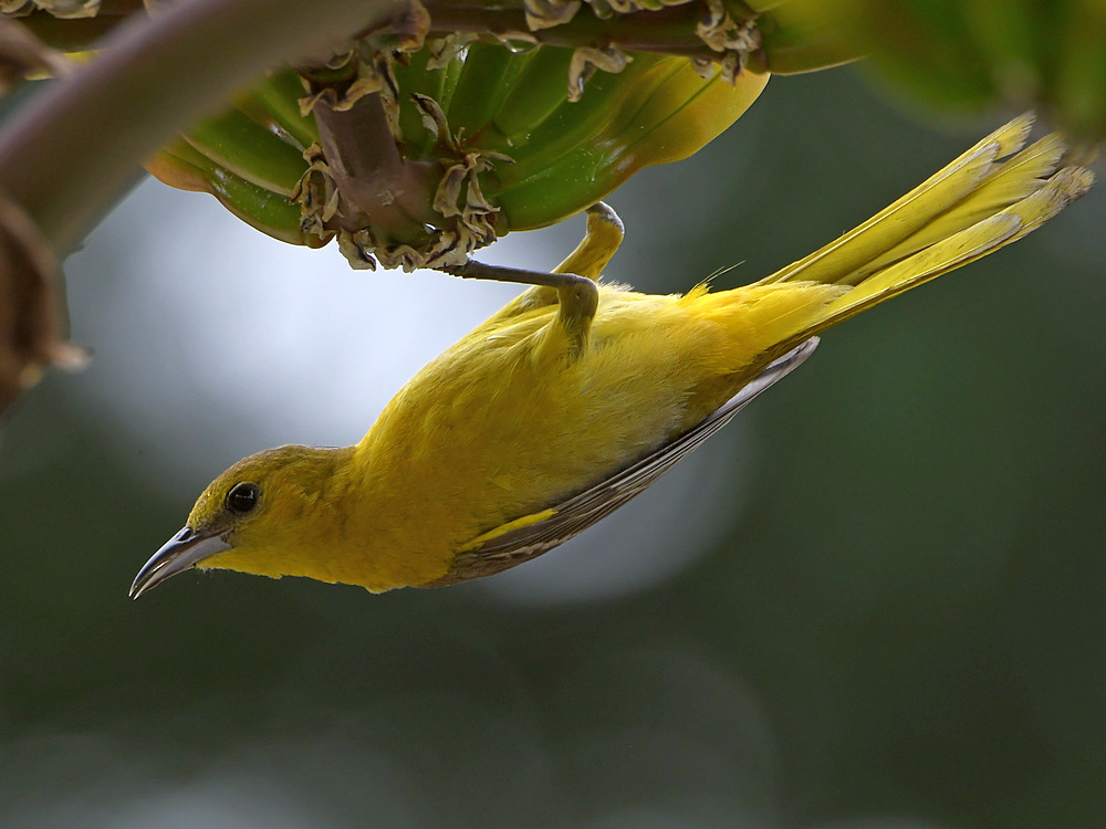 Oriole5.jpg