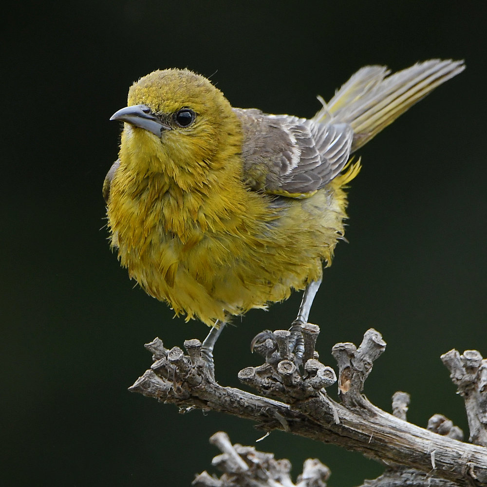 Oriole5.jpg
