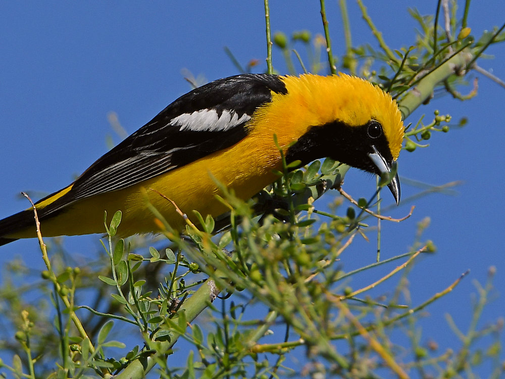 Oriole5.jpg
