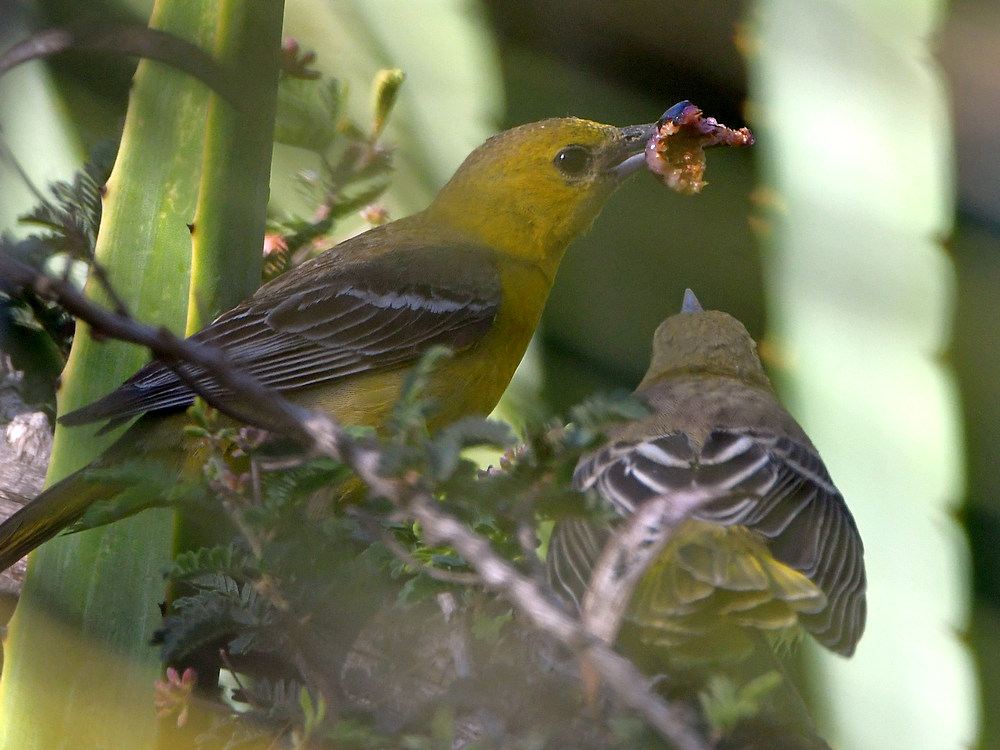 Oriole5.jpg