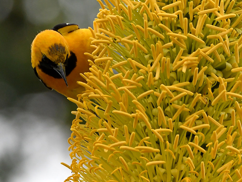 Oriole5.jpg
