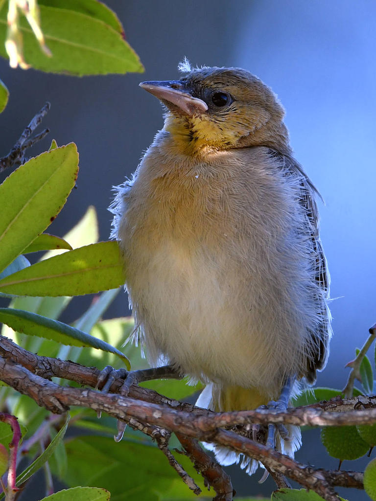 Oriole5.jpg