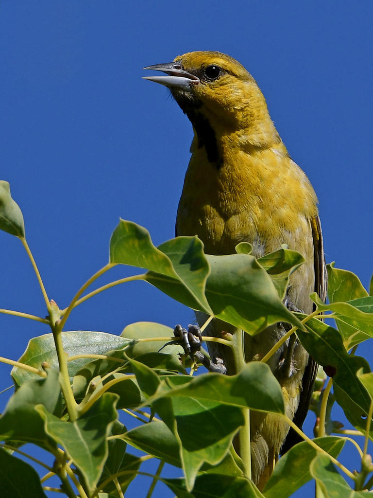 Oriole5.jpg