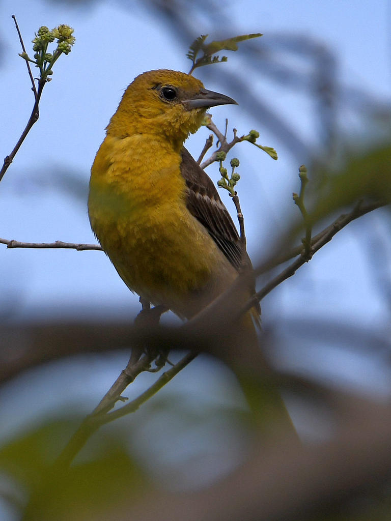 Oriole5.jpg