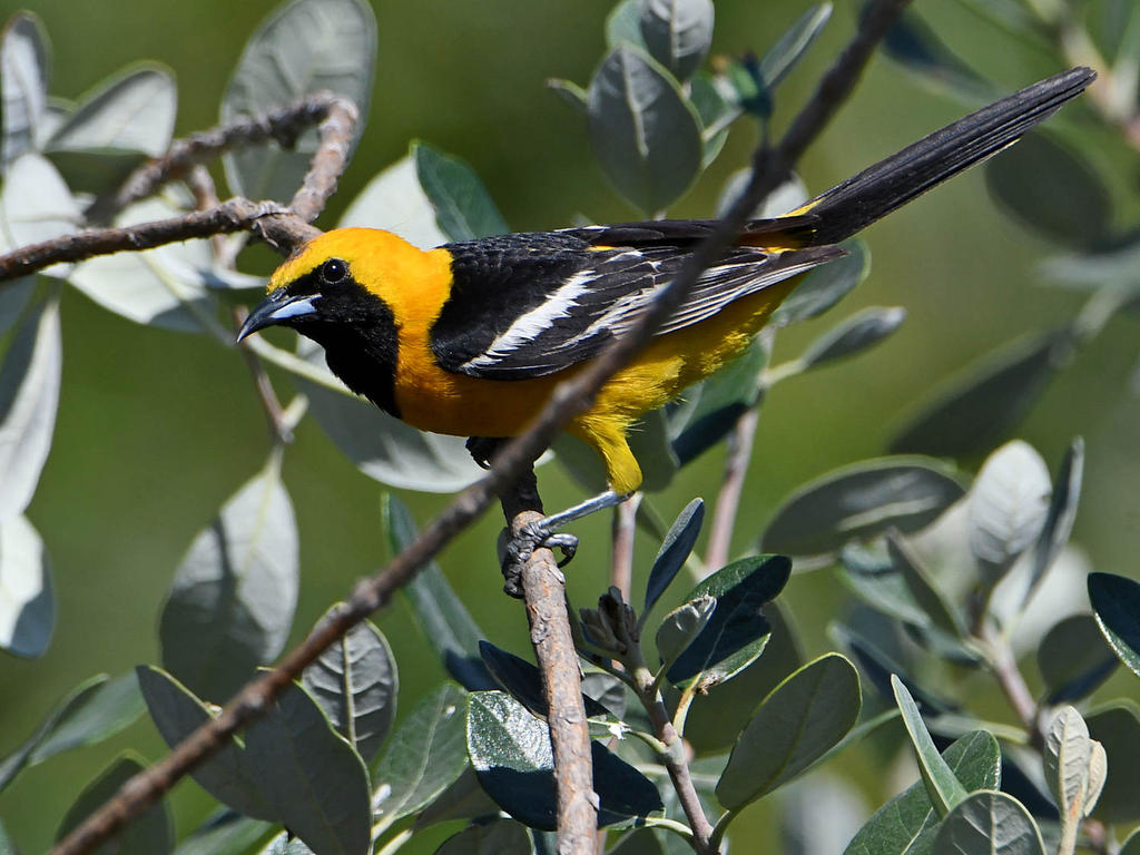 Oriole5.jpg