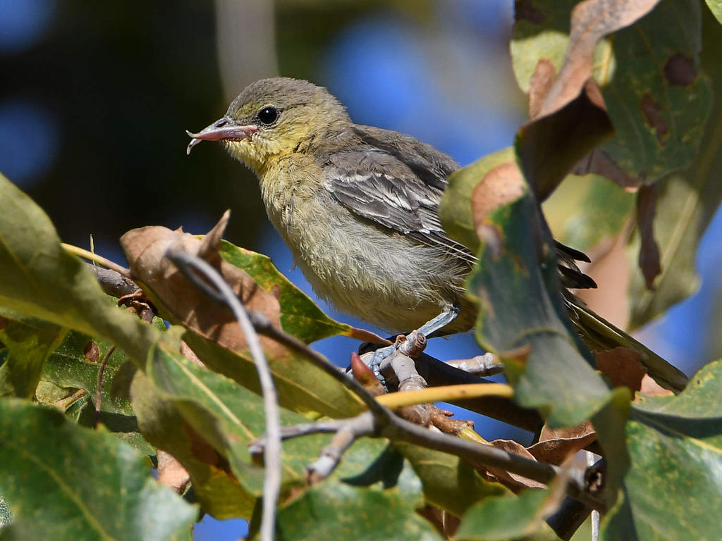 Oriole5.jpg