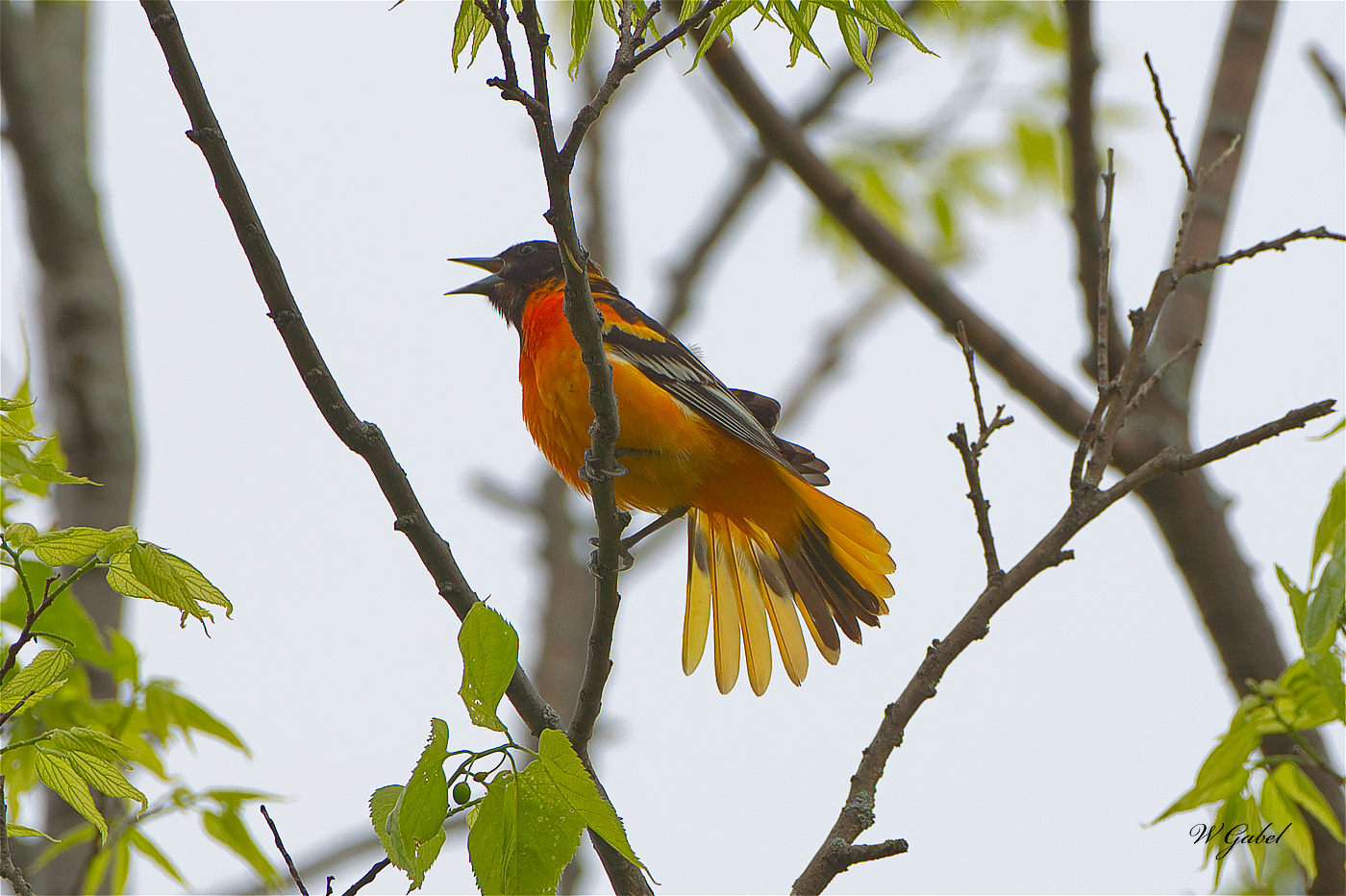 Oriole5075 sm.jpg