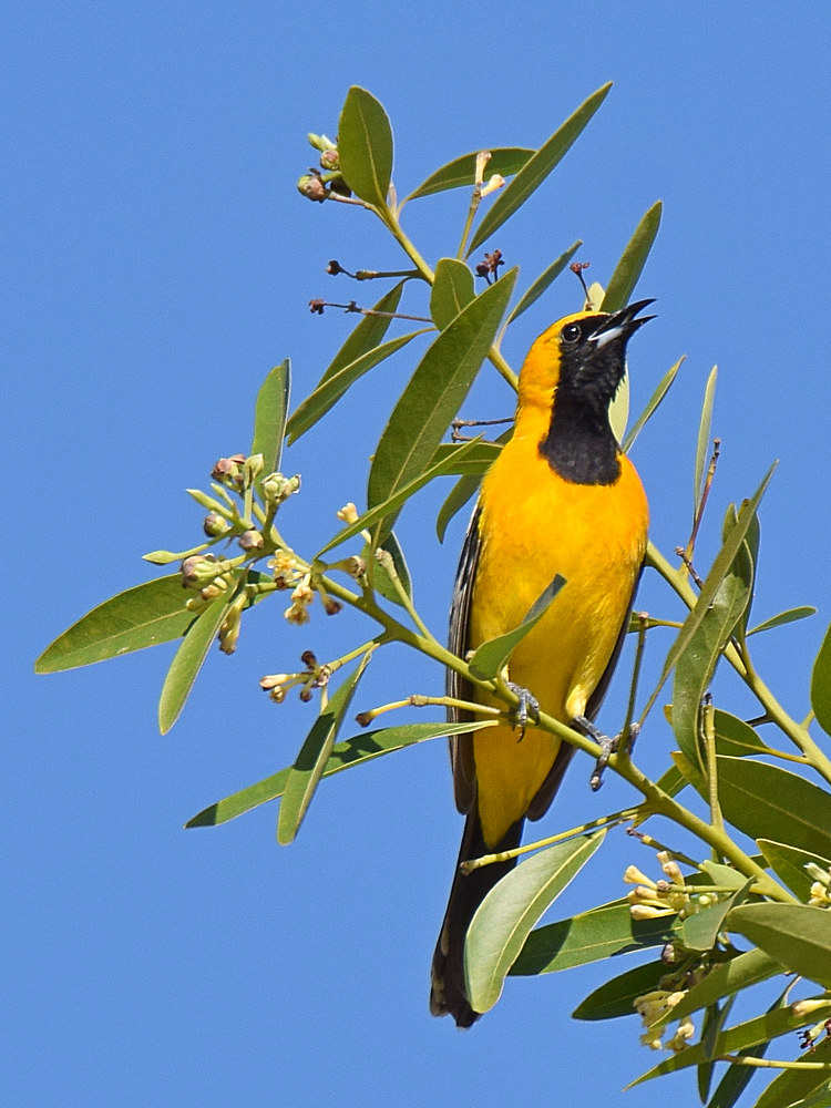 Oriole6.jpg