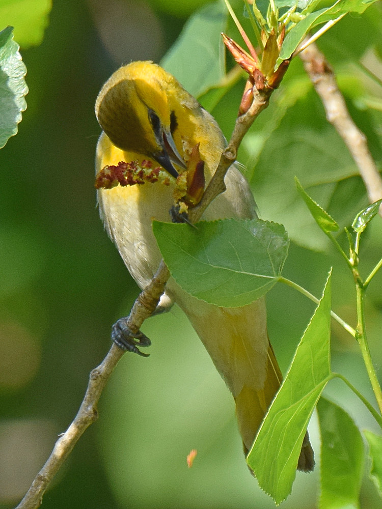 Oriole6.jpg