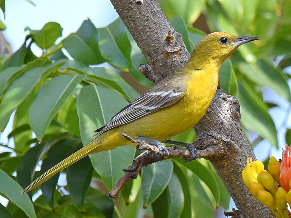 Oriole6.jpg