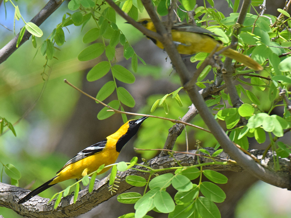 Oriole6.jpg