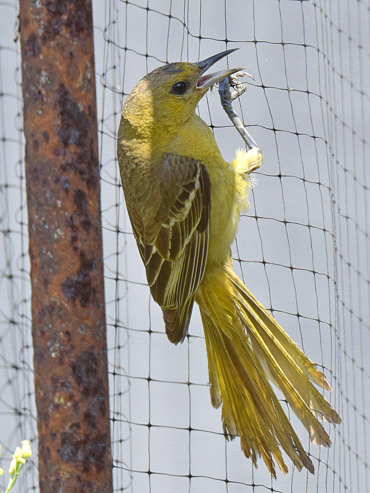 Oriole6.jpg