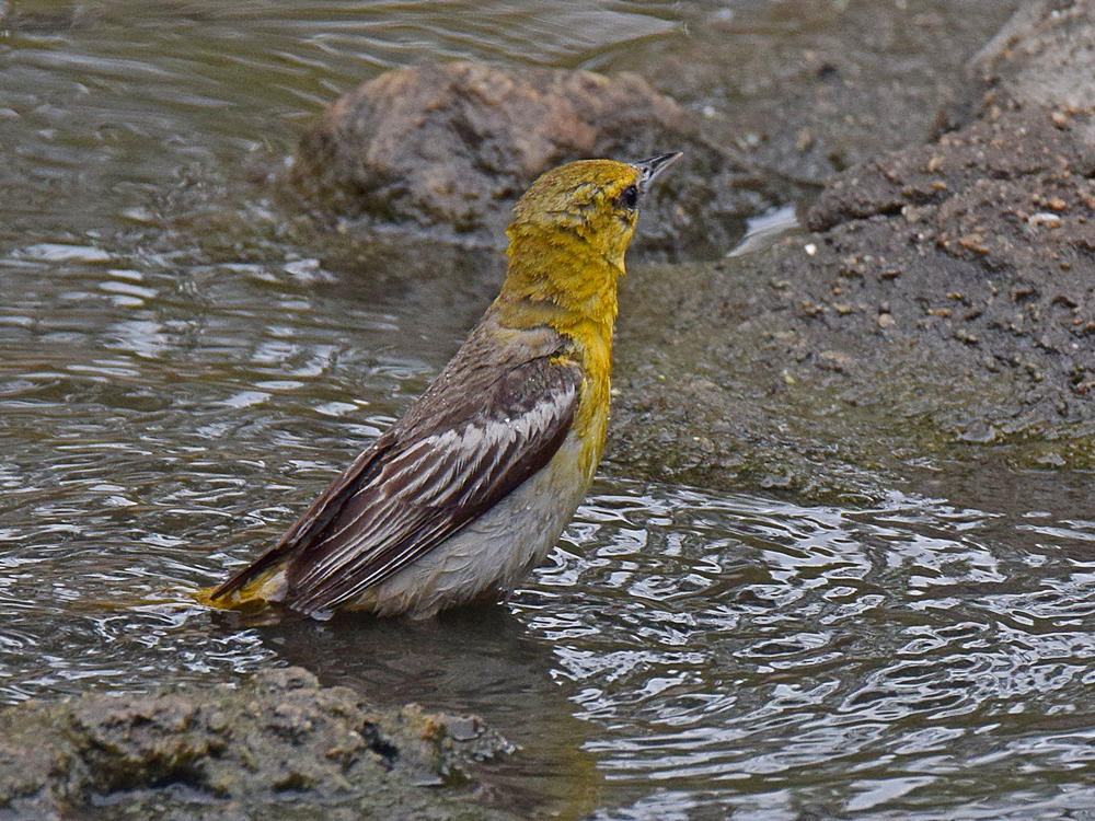 Oriole6.jpg