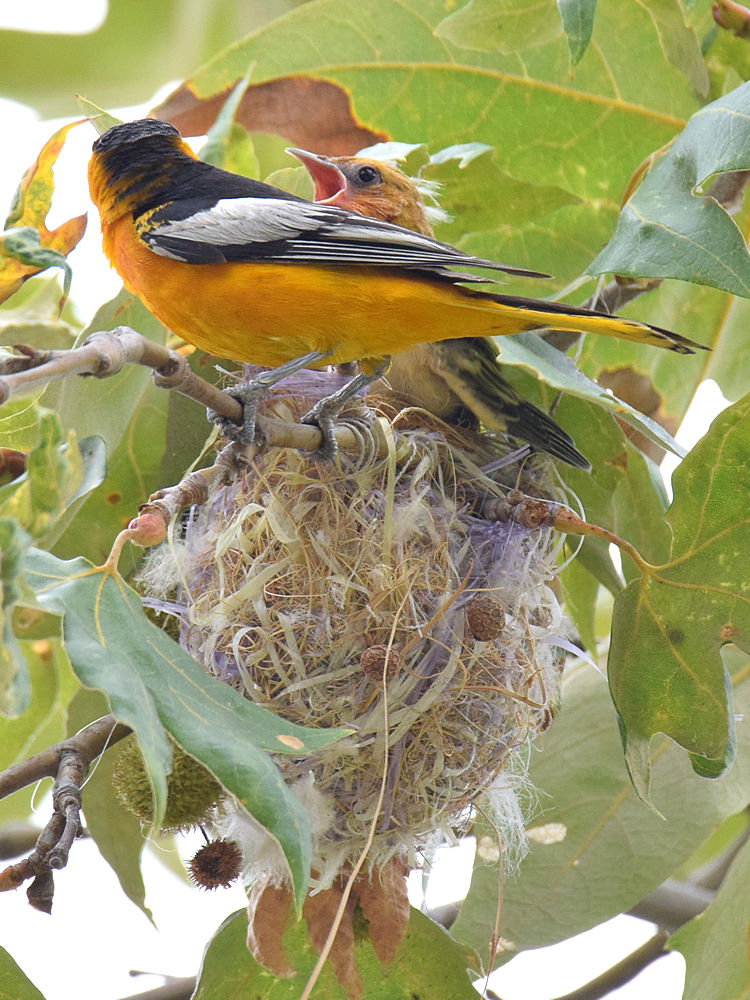 Oriole6.jpg