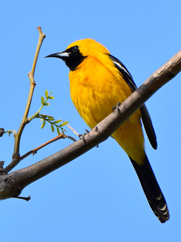Oriole6.jpg