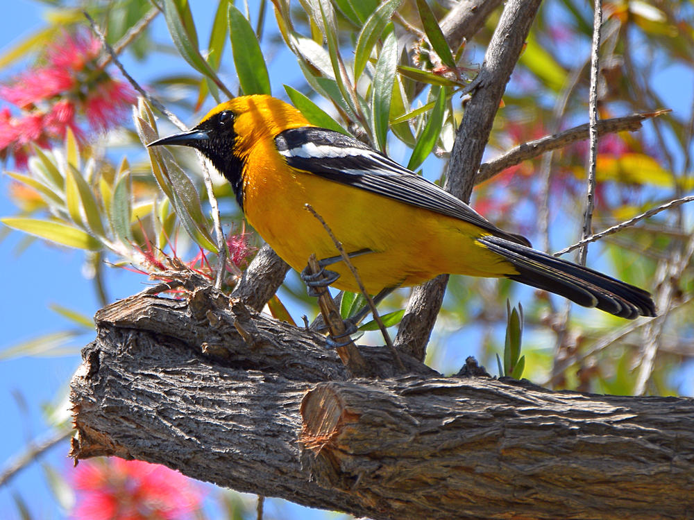 Oriole6.jpg