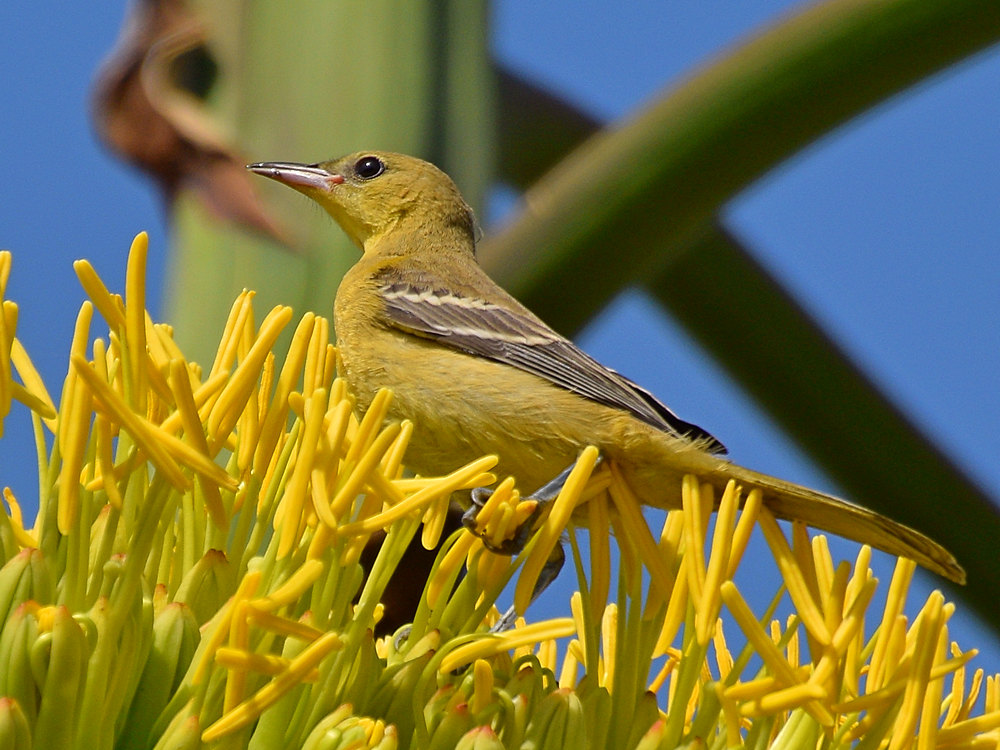 Oriole6.jpg