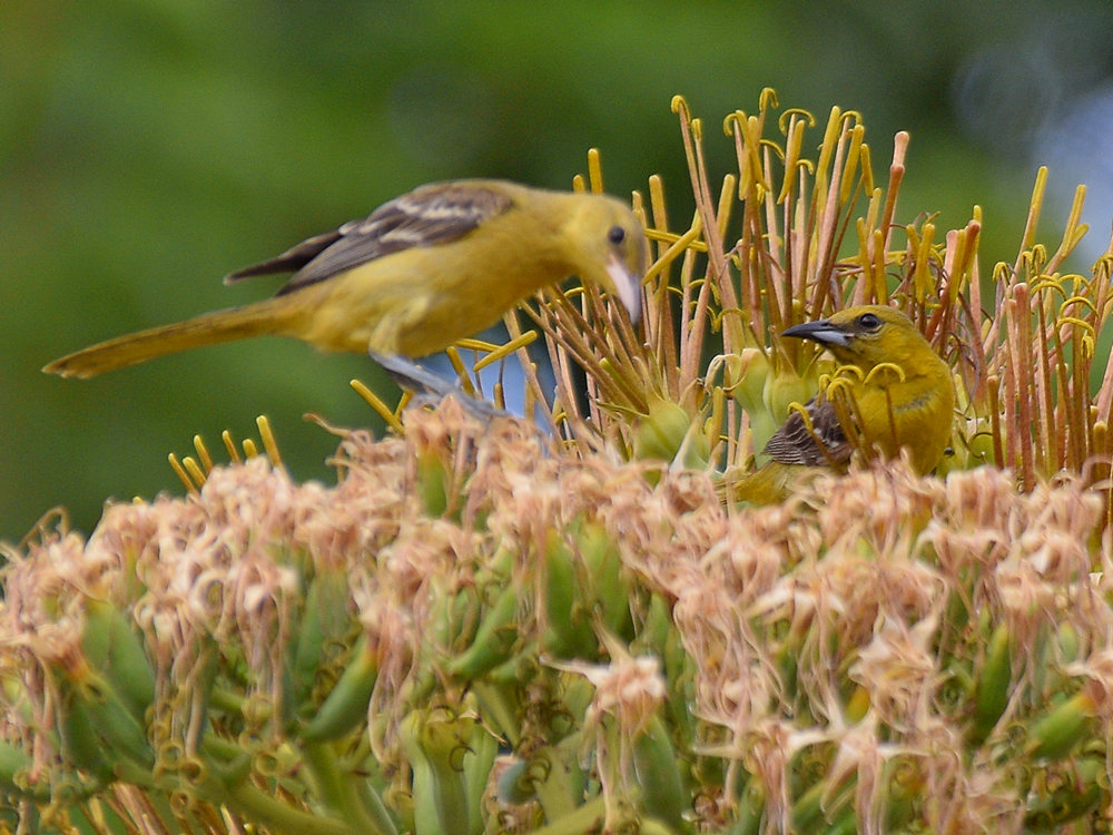 Oriole6.jpg