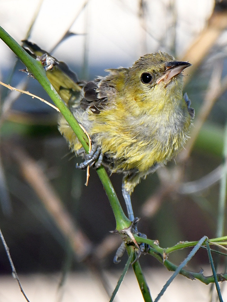 Oriole6.jpg